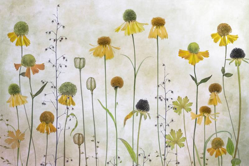 Papermoon Fototapete "Photo-Art MANDY DISHER, HELENIUM" von Papermoon