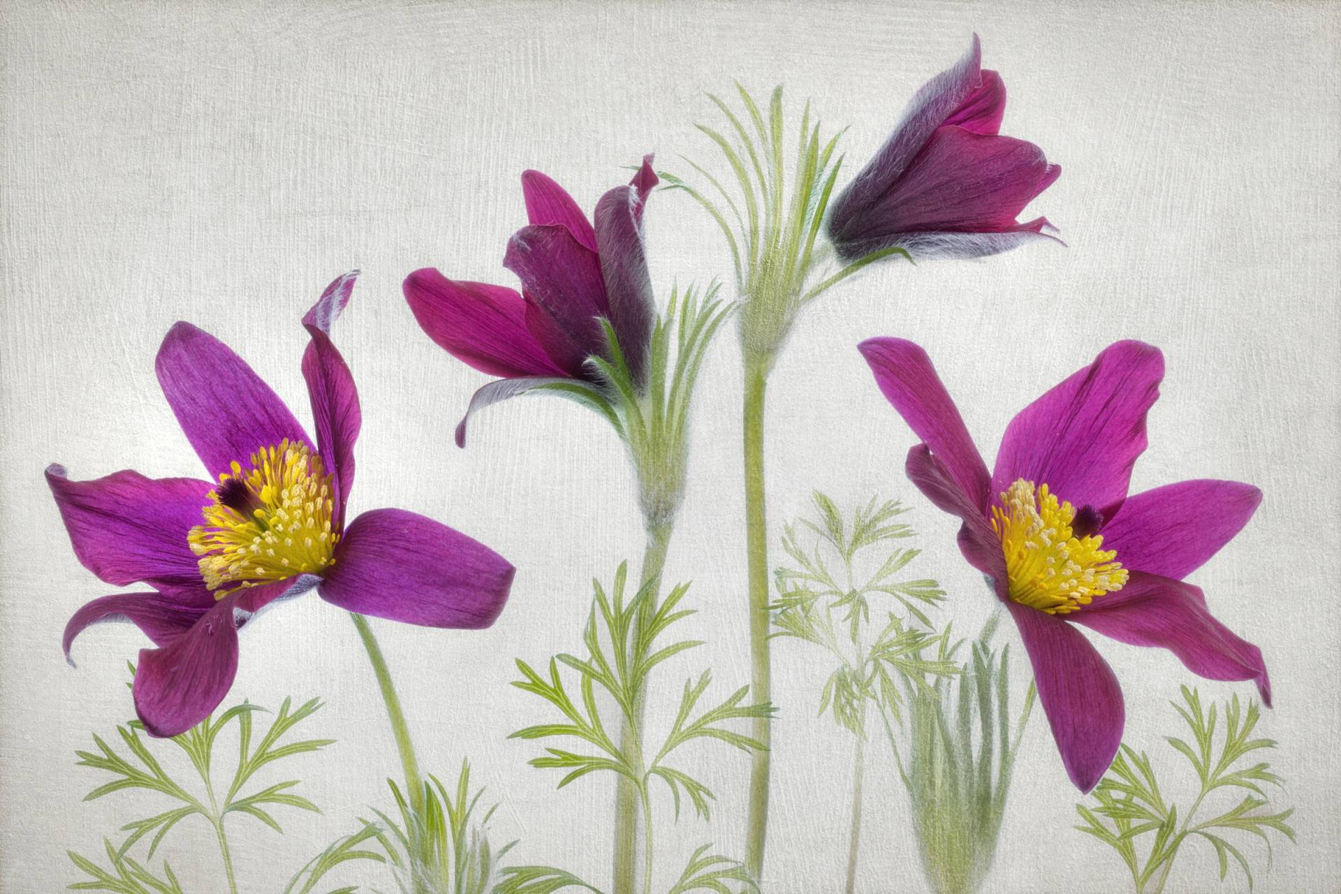 Papermoon Fototapete "Photo-Art MANDY DISHER, PULSATILLA" von Papermoon