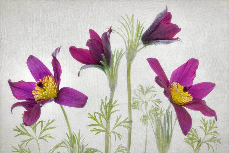 Papermoon Fototapete "Photo-Art MANDY DISHER, PULSATILLA" von Papermoon