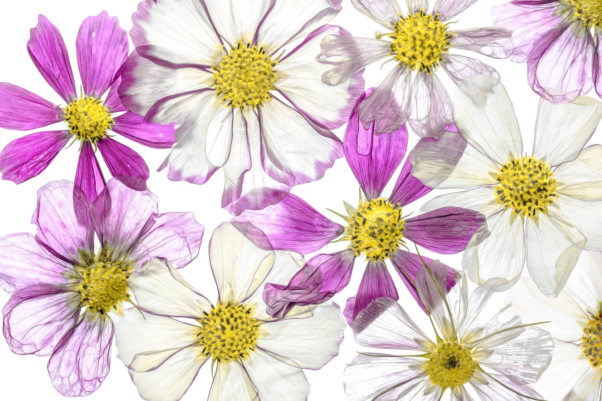 Papermoon Fototapete "Photo-Art MANDY DISHER, SOMMER HALTEN" von Papermoon