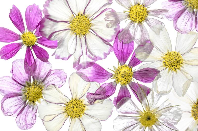 Papermoon Fototapete "Photo-Art MANDY DISHER, SOMMER HALTEN" von Papermoon