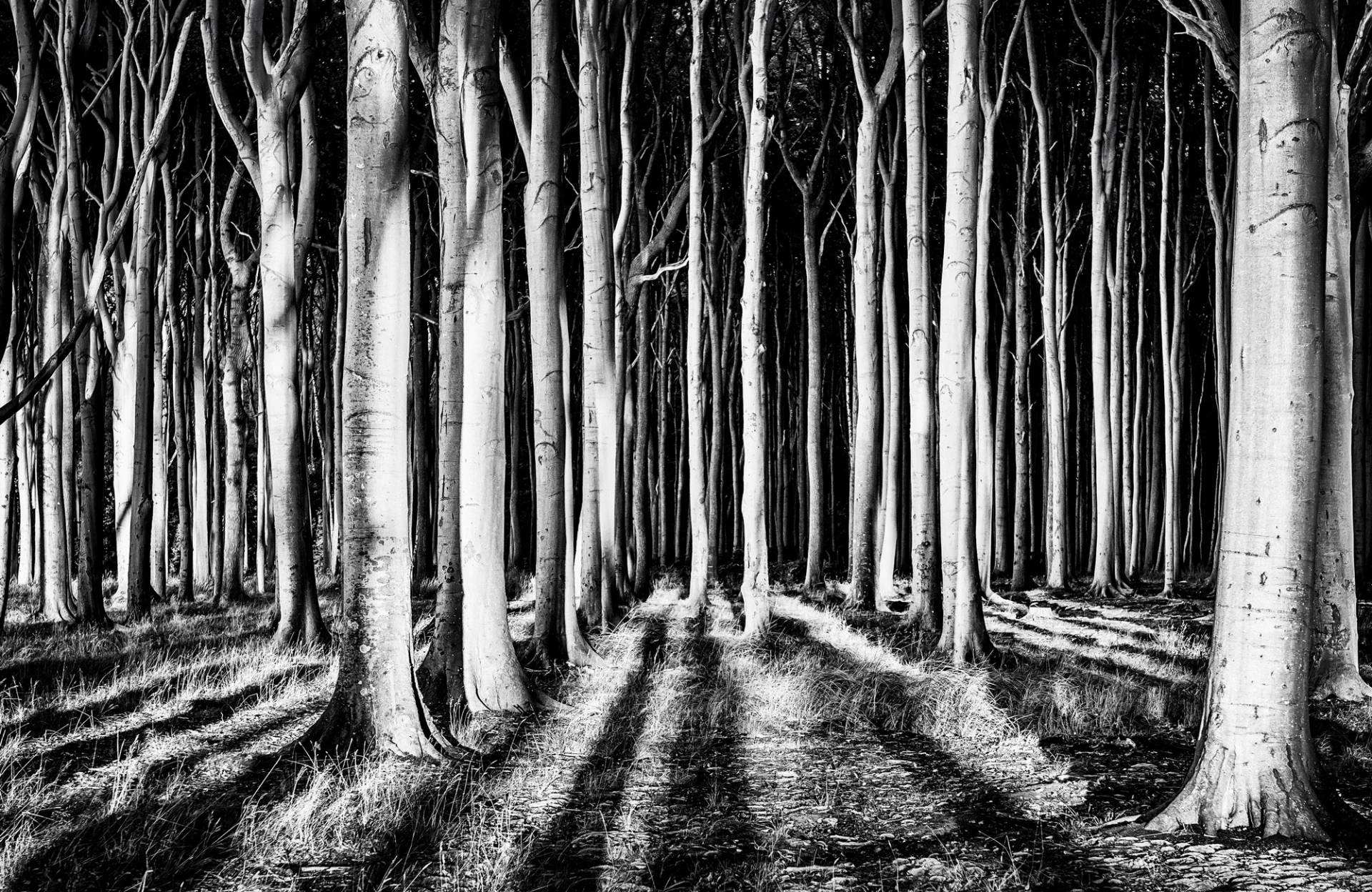 Papermoon Fototapete "Photo-Art PIXXELPARK, GEISTERWALD" von Papermoon