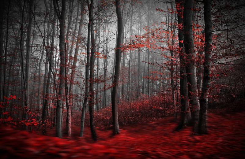 Papermoon Fototapete "Photo-Art SAMANTA KRIVEC, BLUTIGER FORREST" von Papermoon