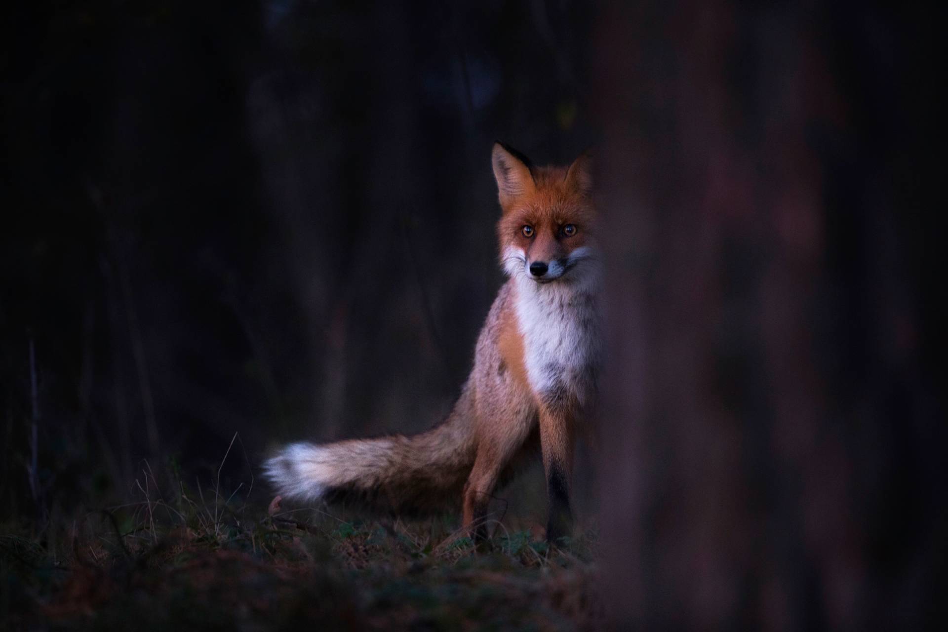 Papermoon Fototapete "Photo-Art SEBASTIAN MASTAHAC, GLANZEN" von Papermoon