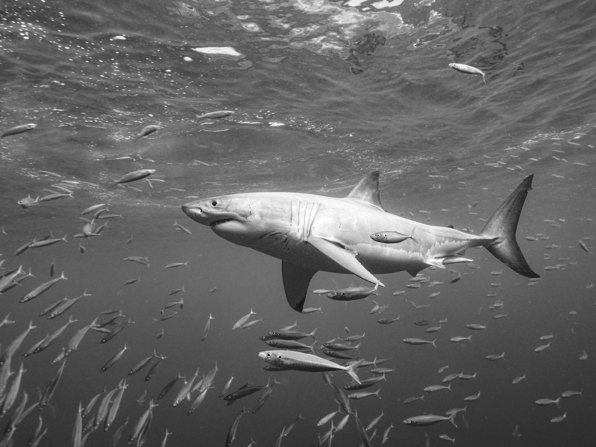 Papermoon Fototapete "Photo-Art SERGE MELESAN, AN DER OBERFLÄCHE" von Papermoon