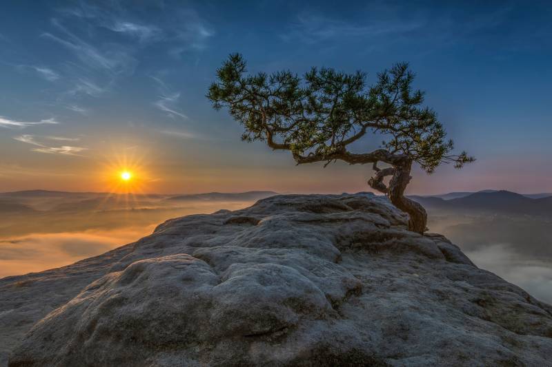 Papermoon Fototapete "Photo-Art THOMAS SIEGEL, ALTE KIEFER" von Papermoon