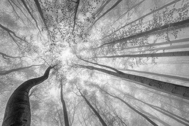 Papermoon Fototapete "Photo-Art TOM PAVLASEK, FRÜHLINGSKRONE DER BÄUME" von Papermoon