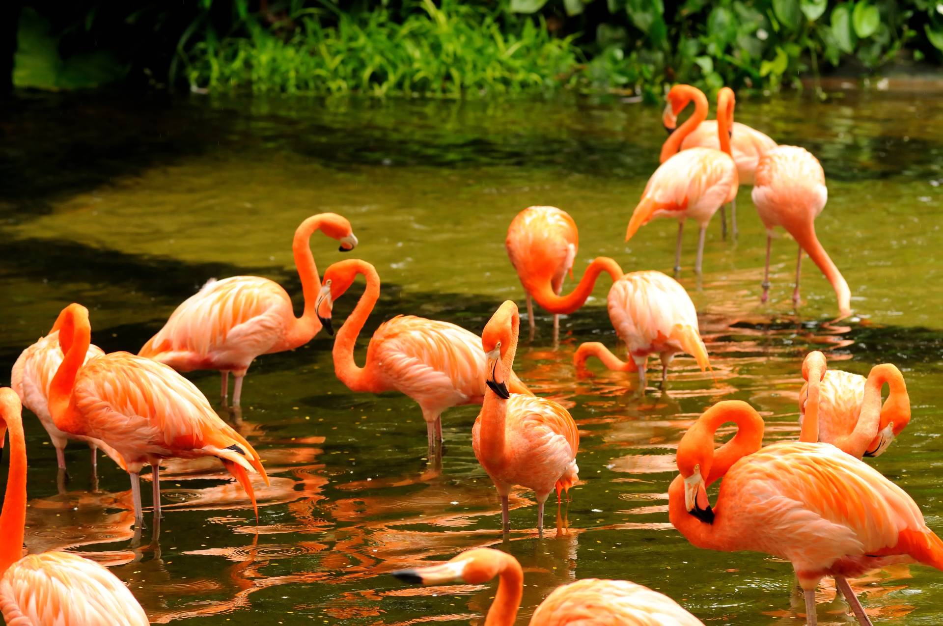 Papermoon Fototapete "Pink Flamingos" von Papermoon