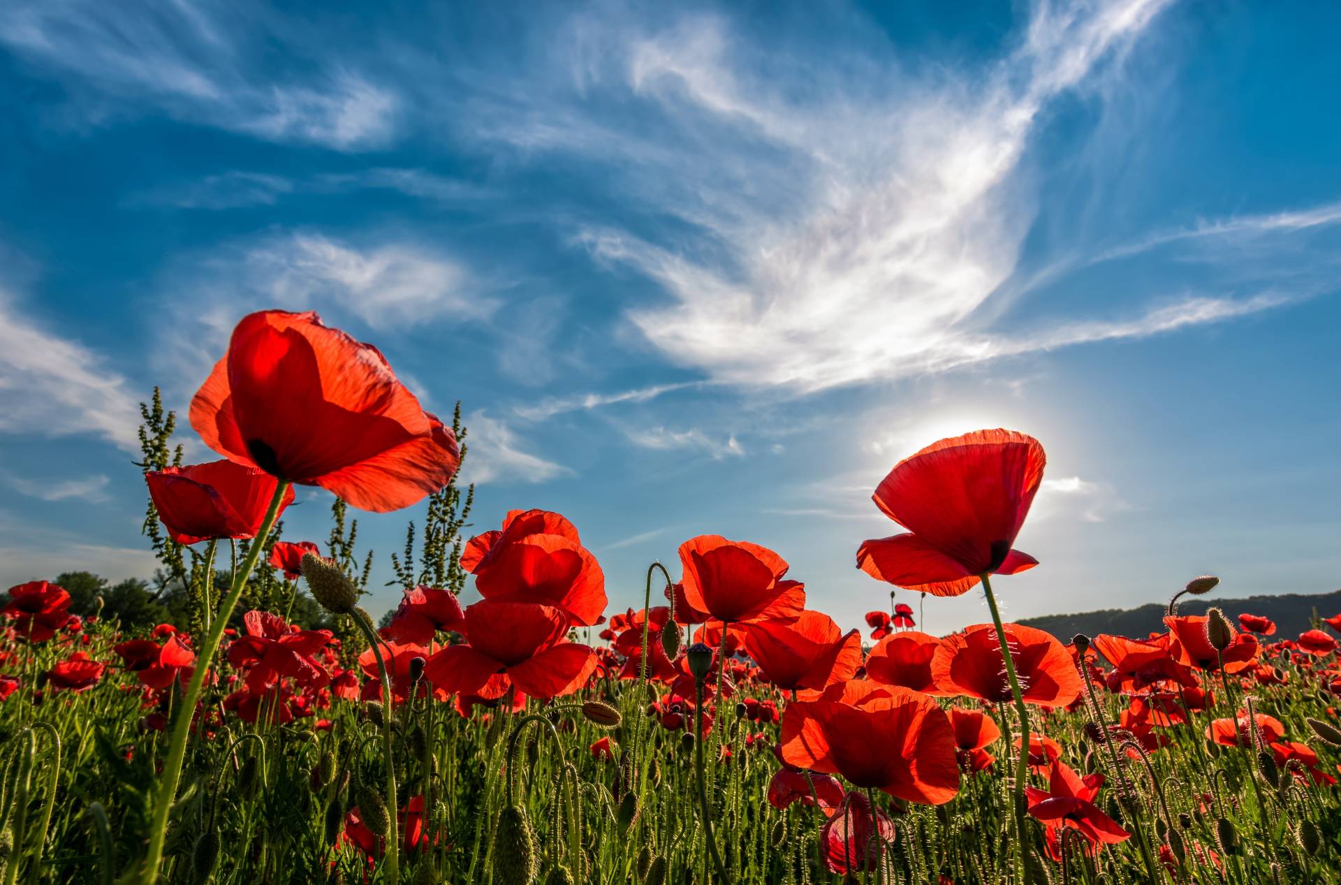 Papermoon Fototapete "Poppy Flowers Field" von Papermoon