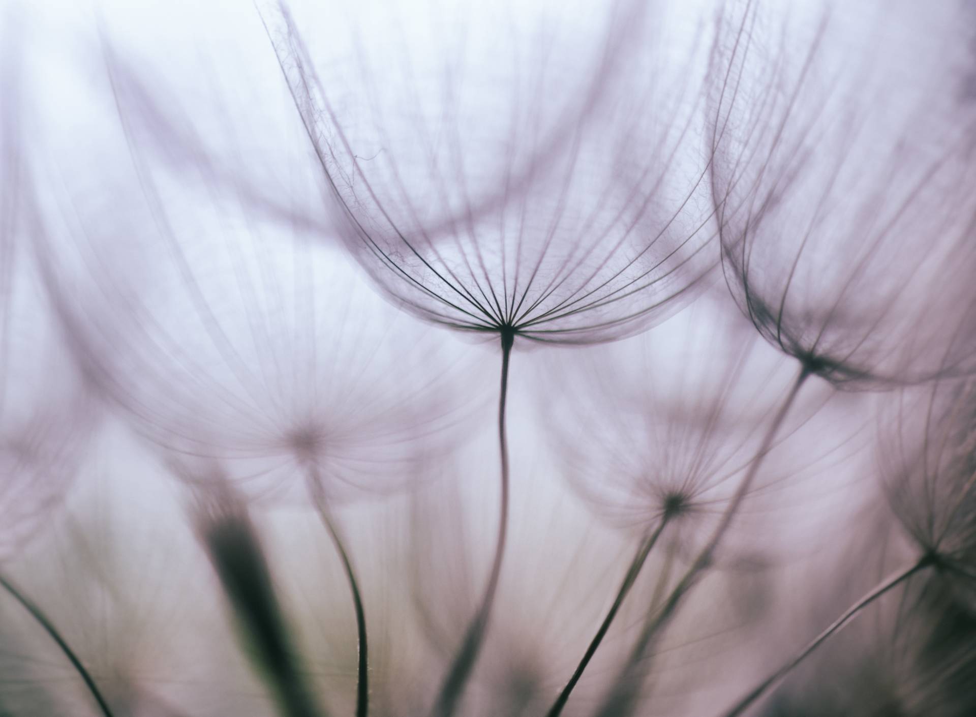 Papermoon Fototapete "Purple Abstract Dandelion" von Papermoon