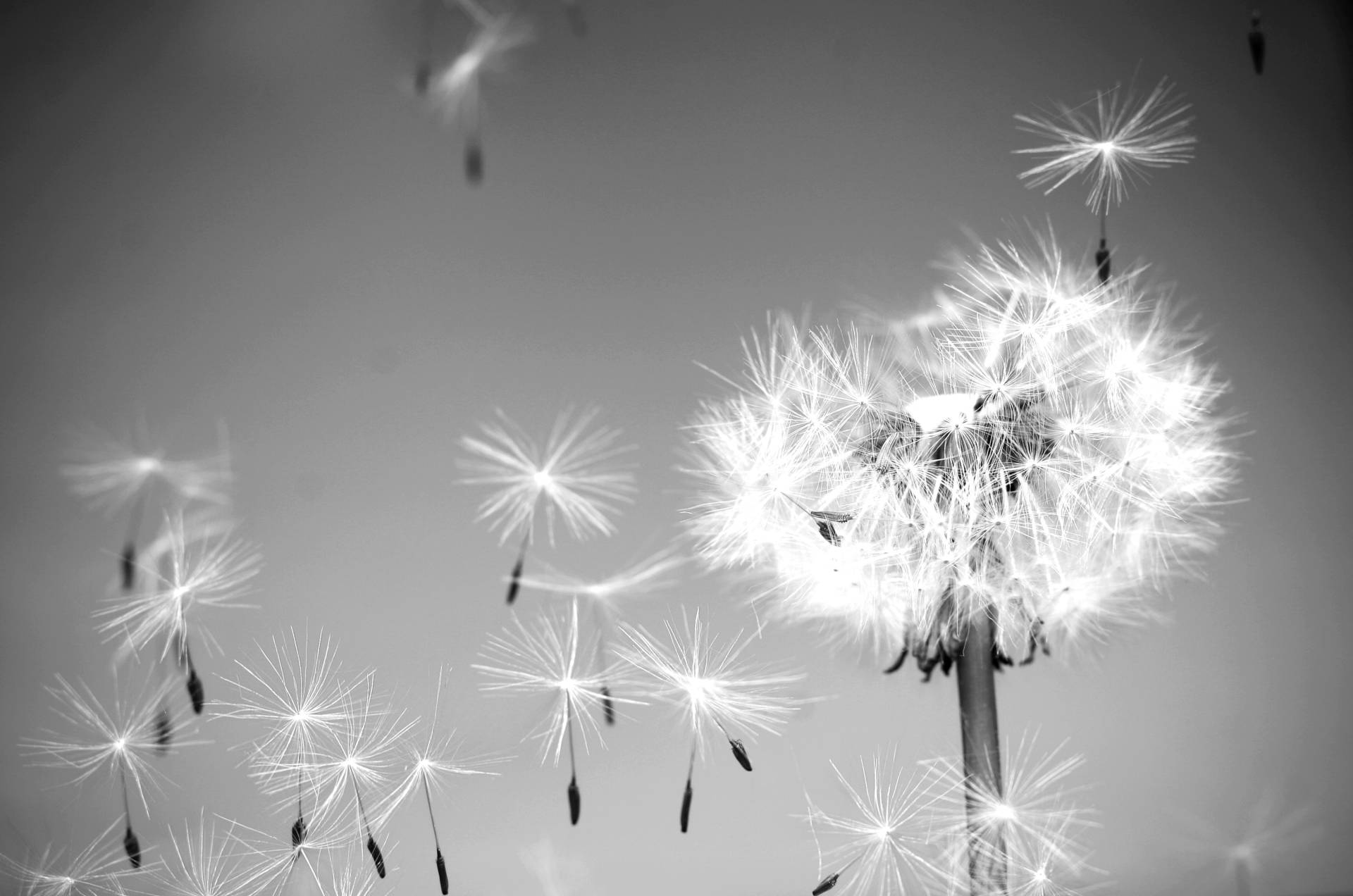 Papermoon Fototapete "Pusteblume Schwarz & Weiß" von Papermoon