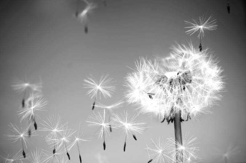 Papermoon Fototapete "Pusteblume Schwarz & Weiß" von Papermoon