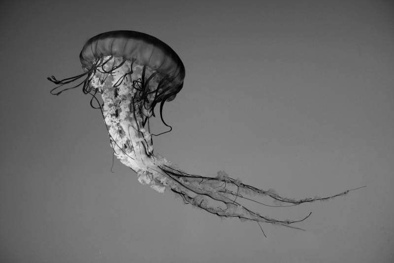 Papermoon Fototapete "Qualle Schwarz & Weiß" von Papermoon