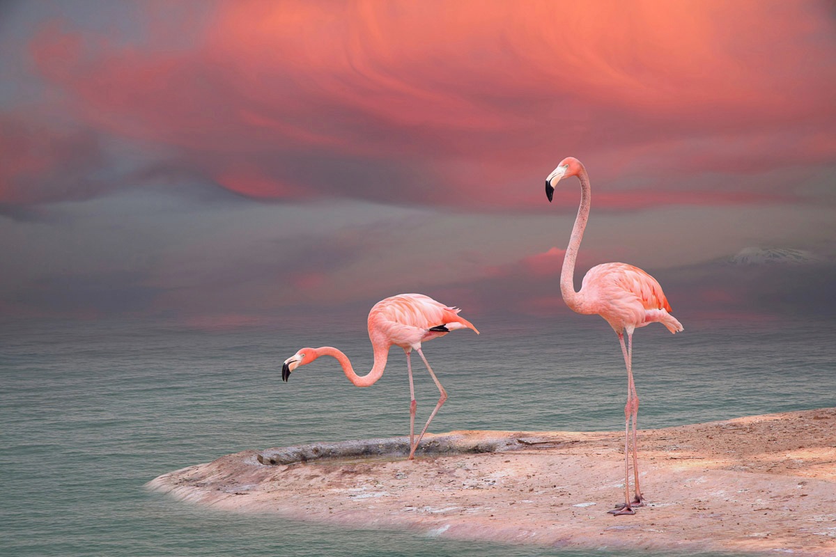Papermoon Fototapete "ROSA FLAMINGOS-VÖGEL TIERE STRAND HIMMEL DEKOR ABSTRAKT" Papermoon Fototapete "ROSA FLAMINGOS-VÖGEL TIERE STRAND HIMMEL DEKOR ABSTRAKT" von Papermoon