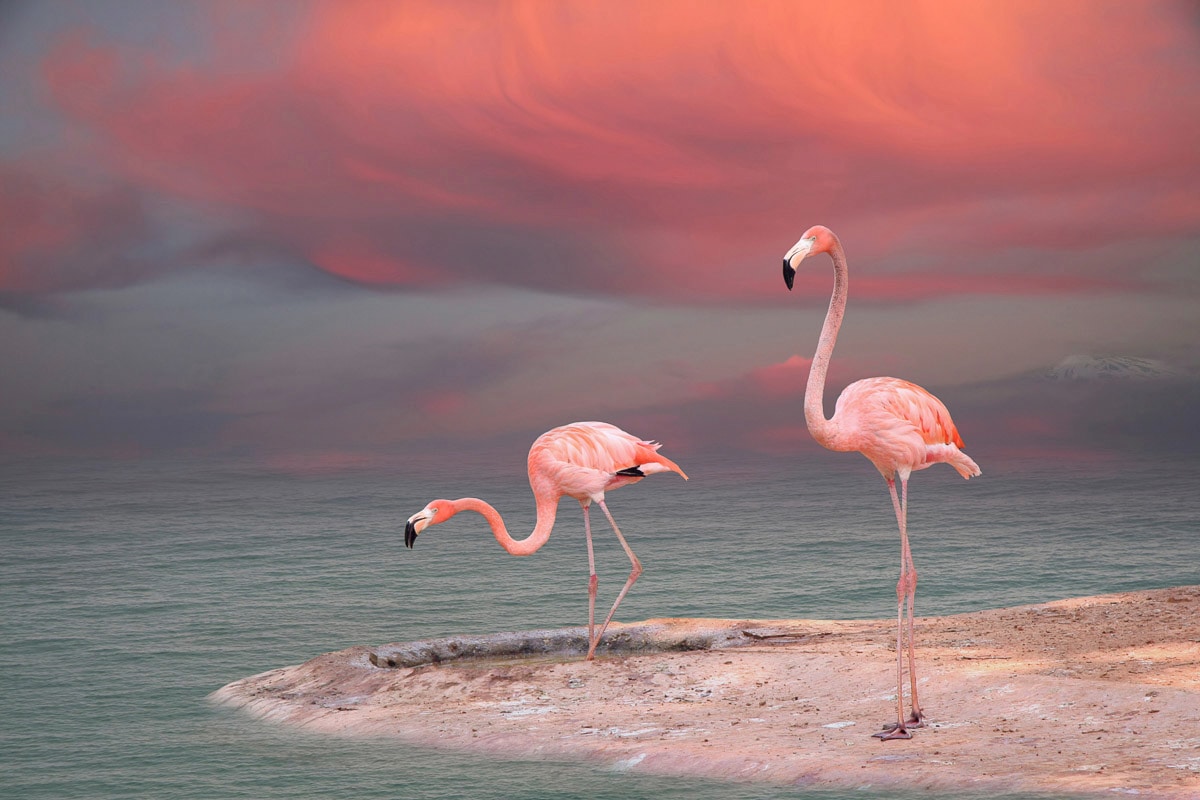 Papermoon Fototapete "ROSA FLAMINGOS-VÖGEL TIERE STRAND HIMMEL DEKOR ABSTRAKT" von Papermoon