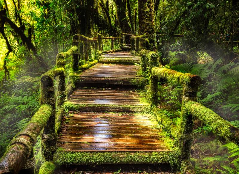 Papermoon Fototapete "Rainforest at Ang Ka" glatt von Papermoon