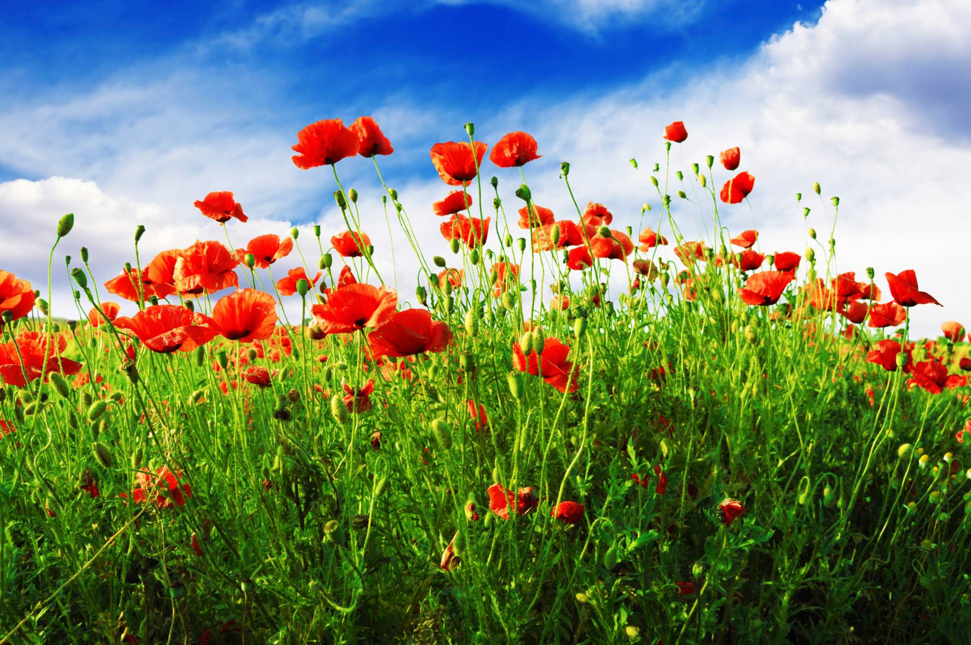 Papermoon Fototapete "Red Poppies" von Papermoon