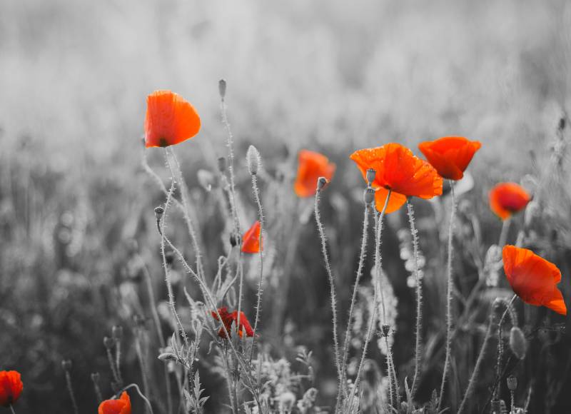 Papermoon Fototapete "Red Poppy Flowers" glatt von Papermoon