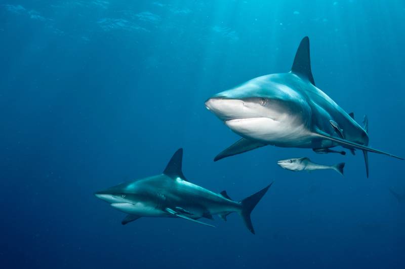 Papermoon Fototapete "SCHWARZSPITZEN-HAI-MEER UNTERWASSERWELT FISCHE DELFIN" von Papermoon