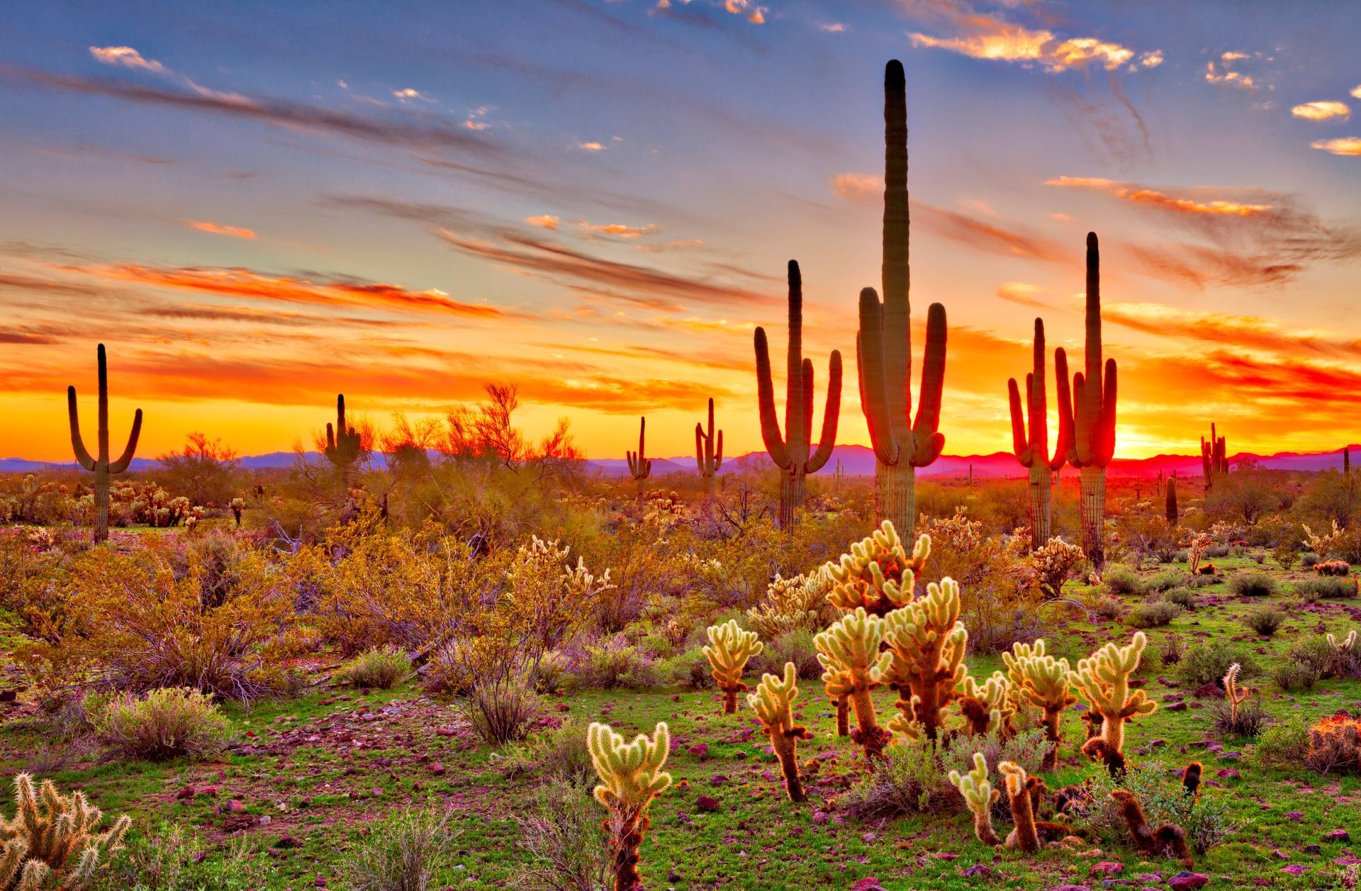 Papermoon Fototapete "Saguaros Sunset Phoenix" von Papermoon