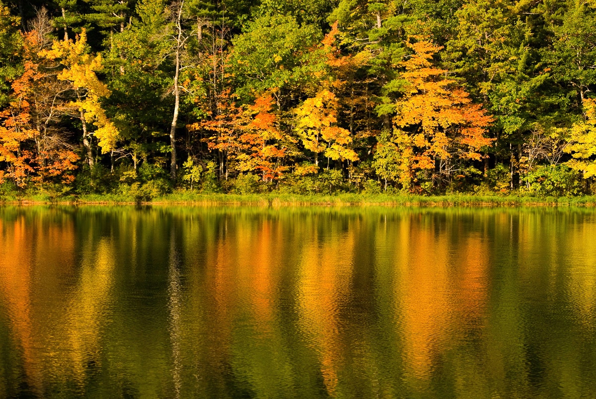 Papermoon Fototapete "See am Wald" von Papermoon