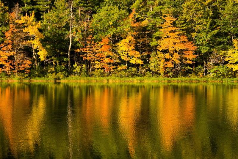 Papermoon Fototapete "See am Wald" von Papermoon