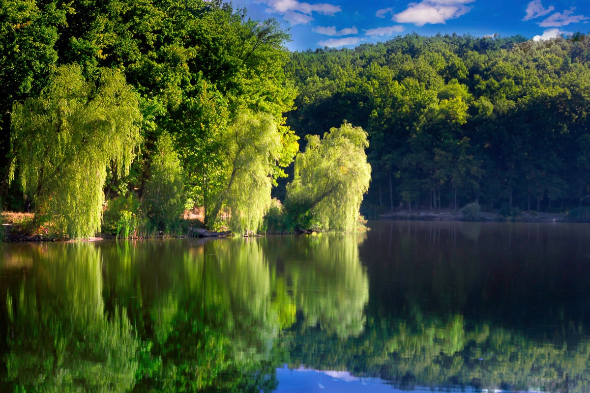 Papermoon Fototapete "See im Wald" von Papermoon