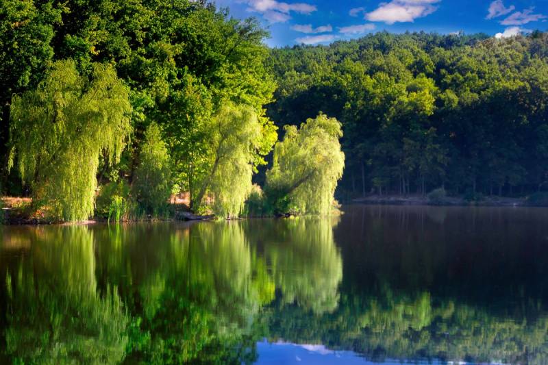 Papermoon Fototapete "See im Wald" von Papermoon