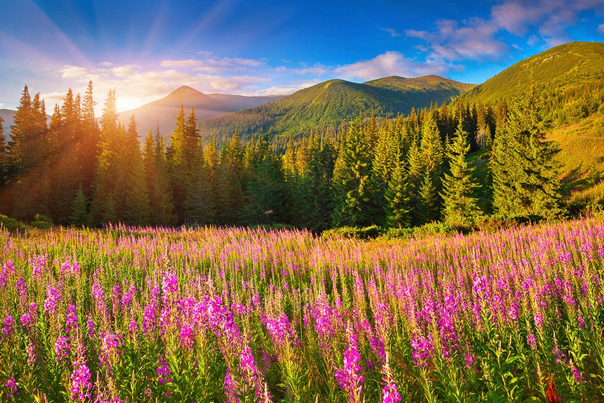 Papermoon Fototapete "See in Landschaft" von Papermoon