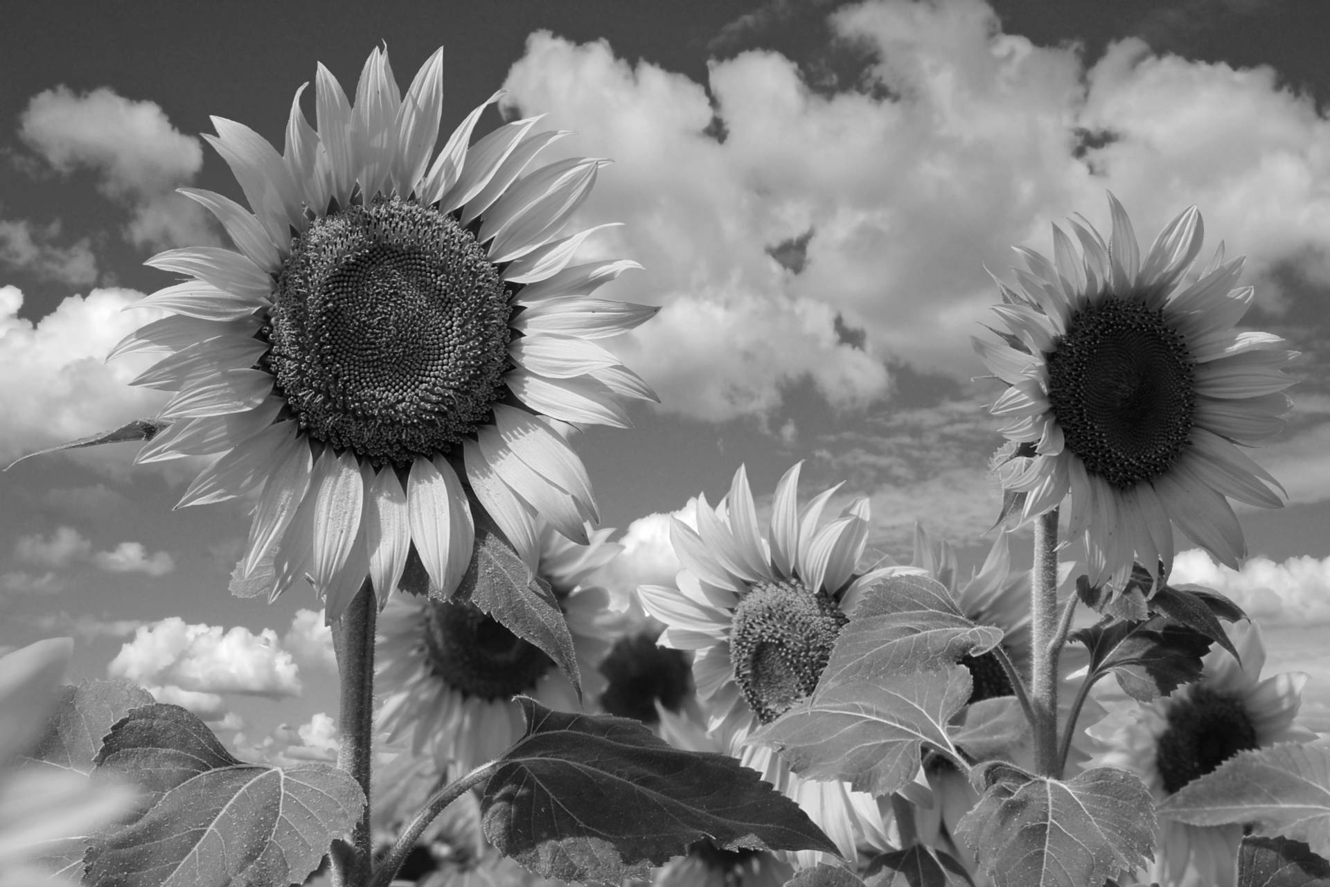 Papermoon Fototapete "Sonnenblume Schwarz & Weiß" von Papermoon