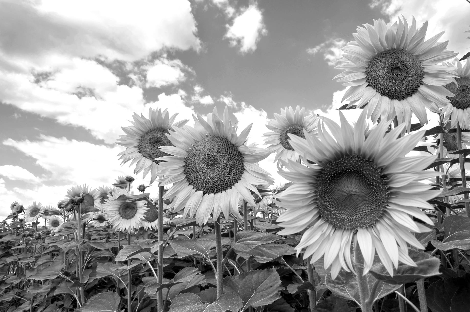 Papermoon Fototapete "Sonnenblumen Schwarz & Weiß" von Papermoon