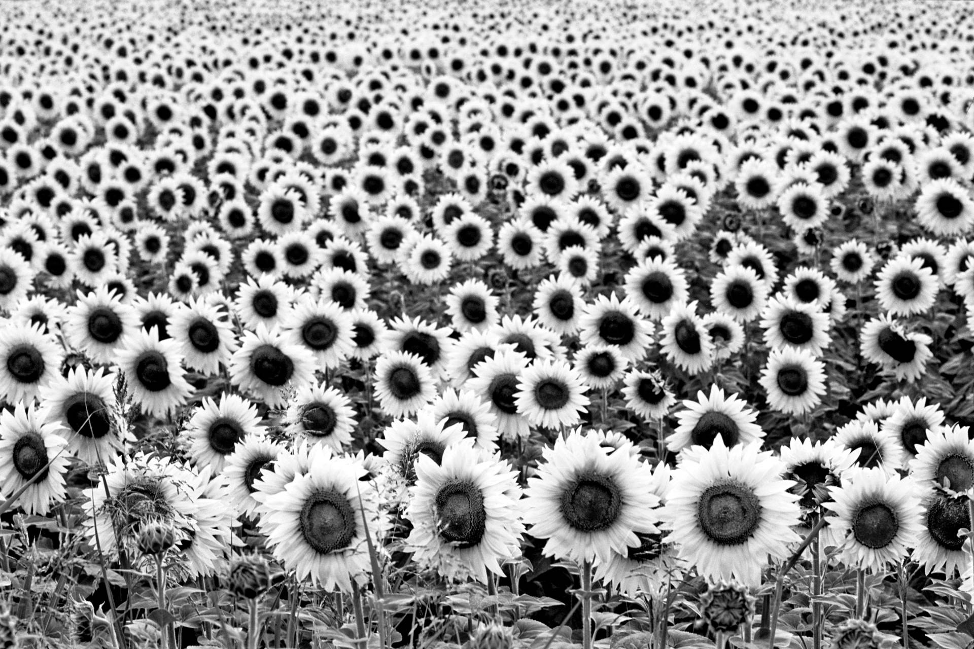 Papermoon Fototapete "Sonnenblumen Schwarz & Weiß" von Papermoon