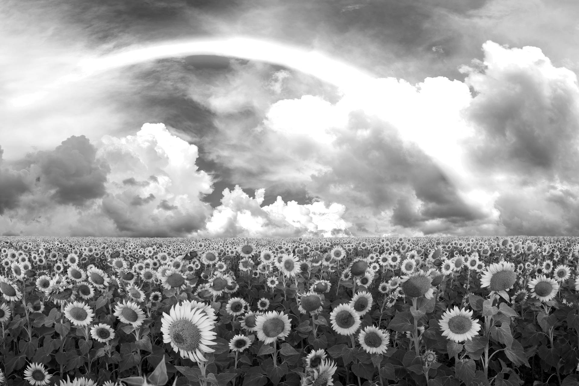 Papermoon Fototapete "Sonnenblumenfeld Schwarz & Weiß" von Papermoon