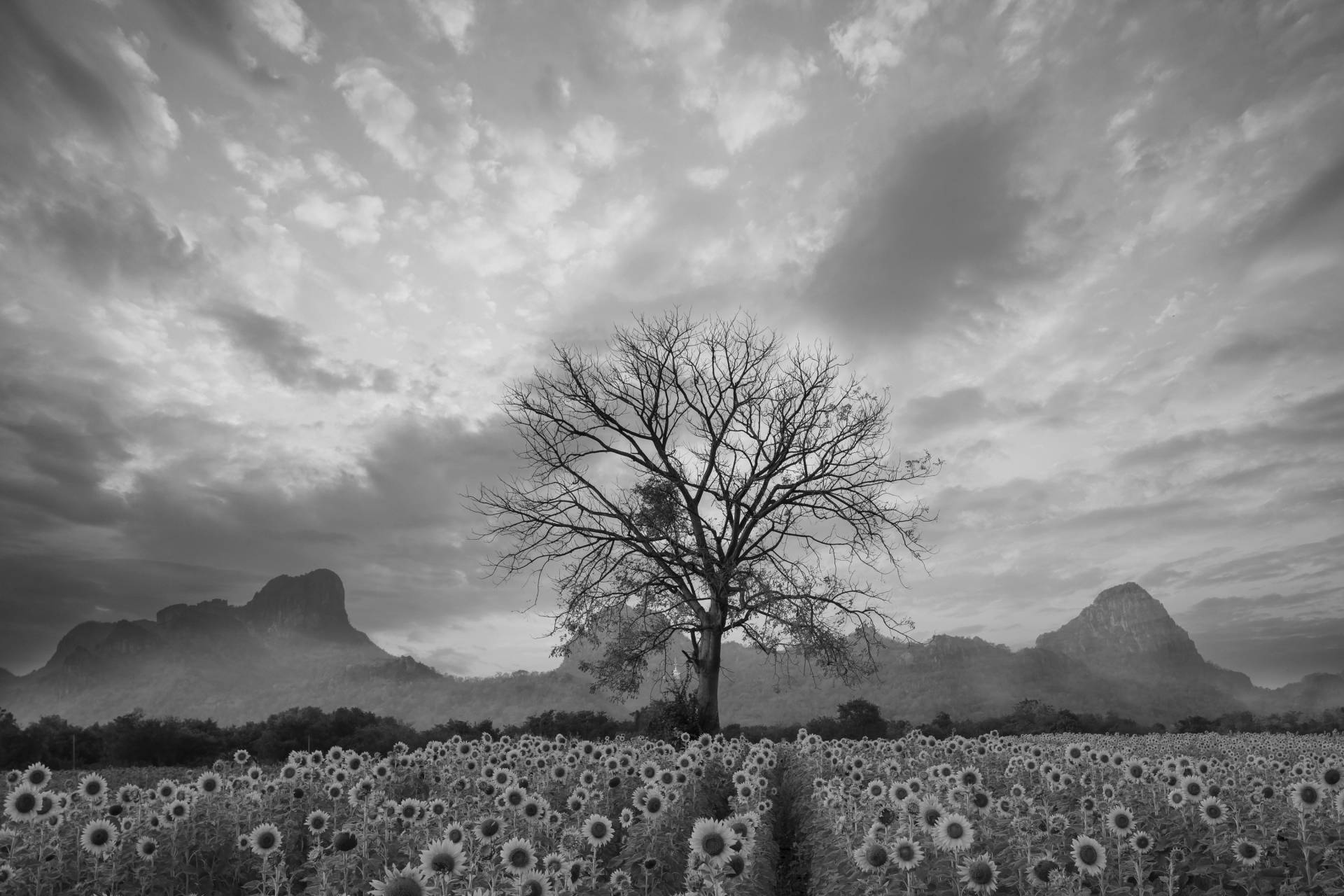 Papermoon Fototapete "Sonnenblumenfeld mit Baum Schwarz & Weiß" von Papermoon
