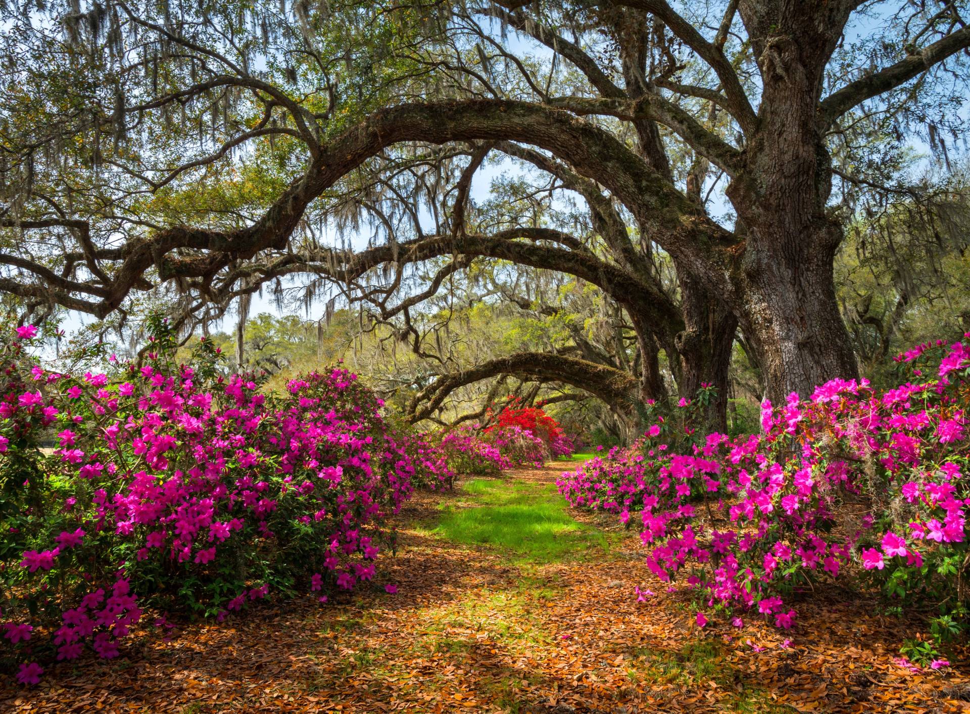 Papermoon Fototapete "Spring Flowers and Oaktrees" glatt von Papermoon