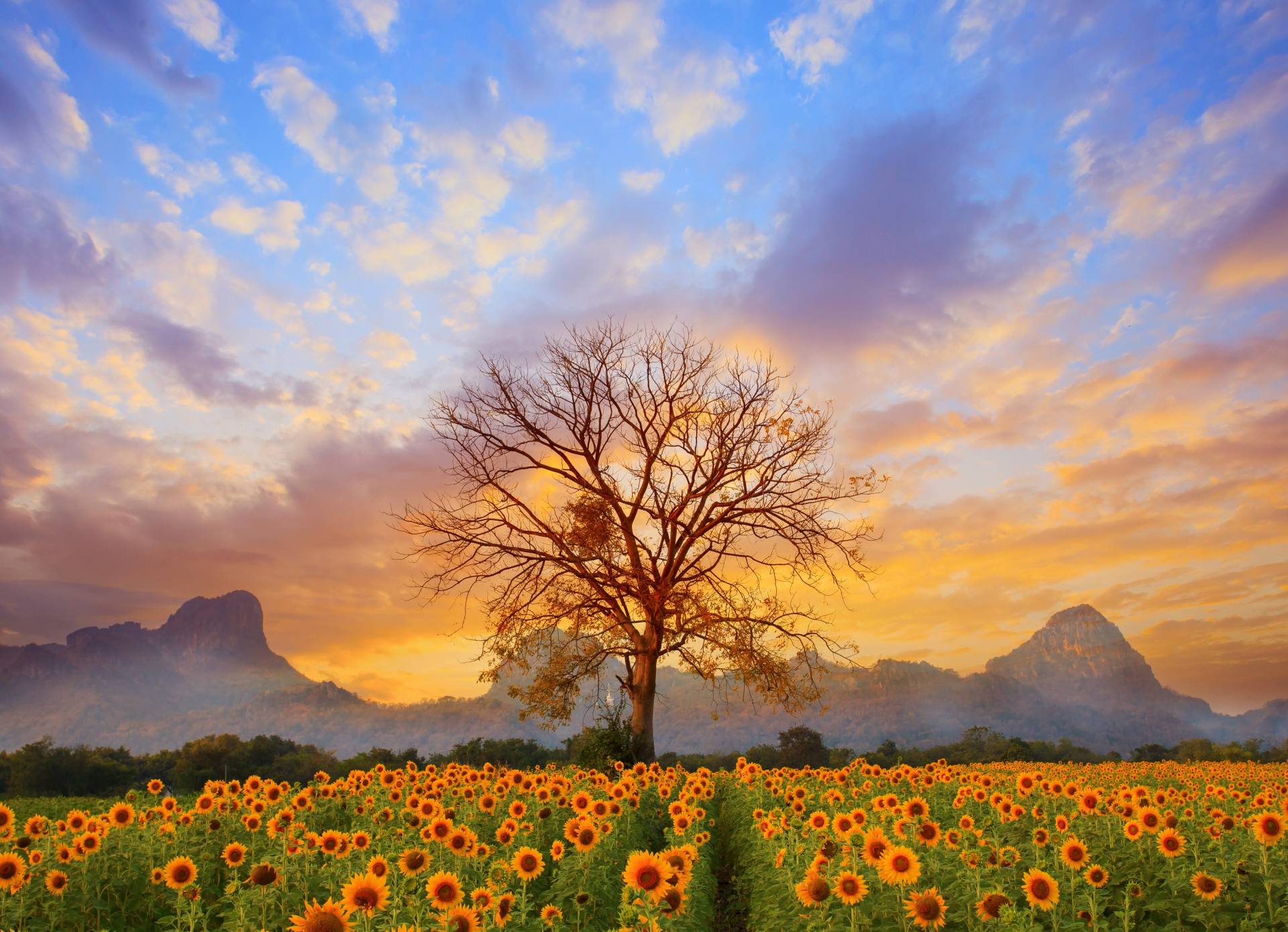 Papermoon Fototapete "Sunflower Field" von Papermoon