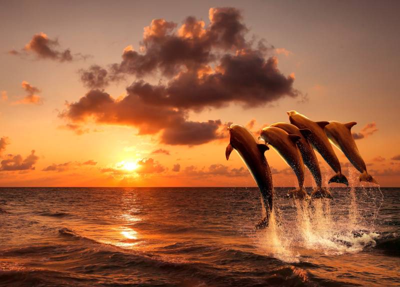 Papermoon Fototapete "Sunset Jumping Dolphins" glatt von Papermoon