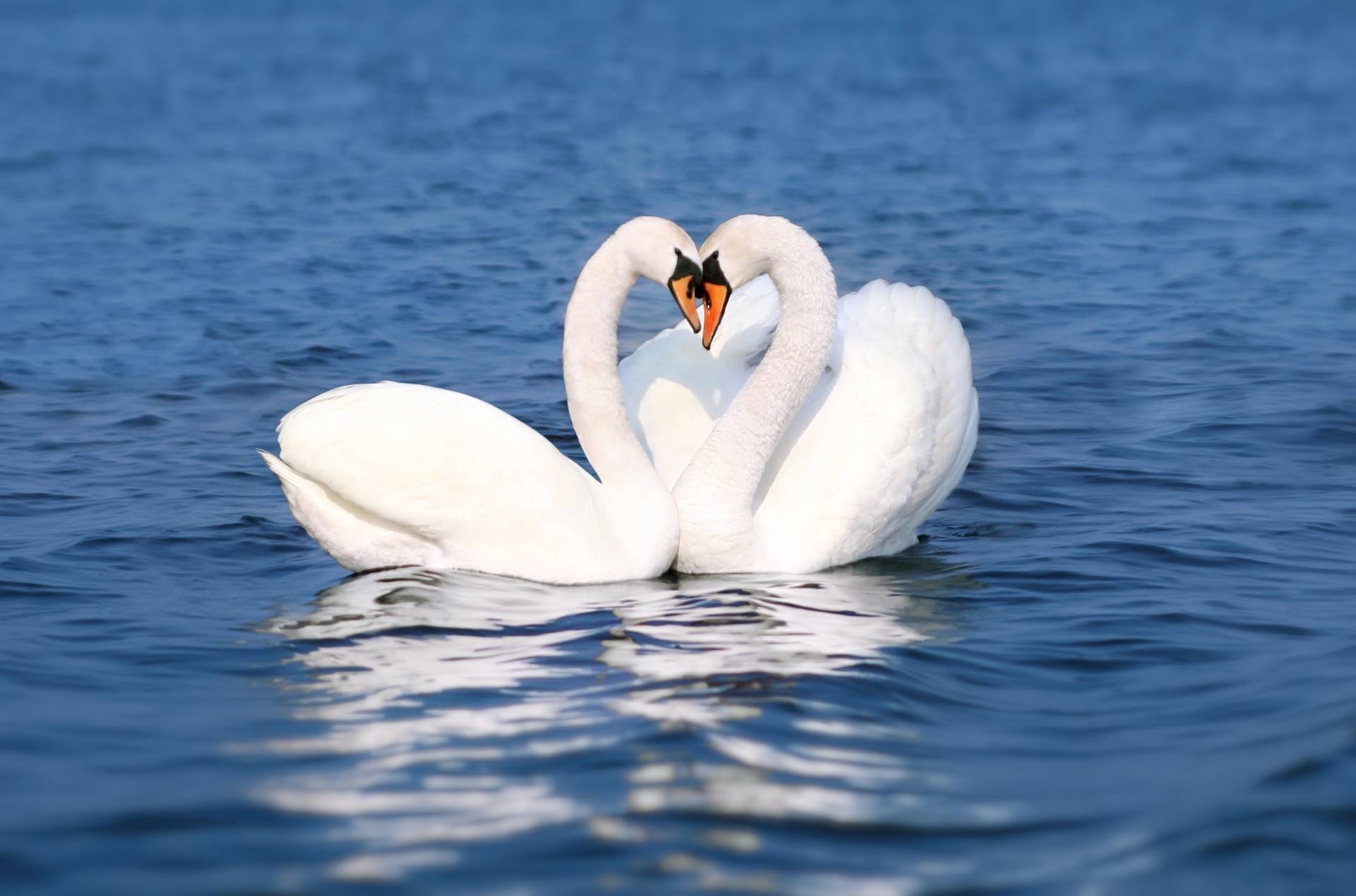 Papermoon Fototapete "Swan Love Couple" glatt von Papermoon