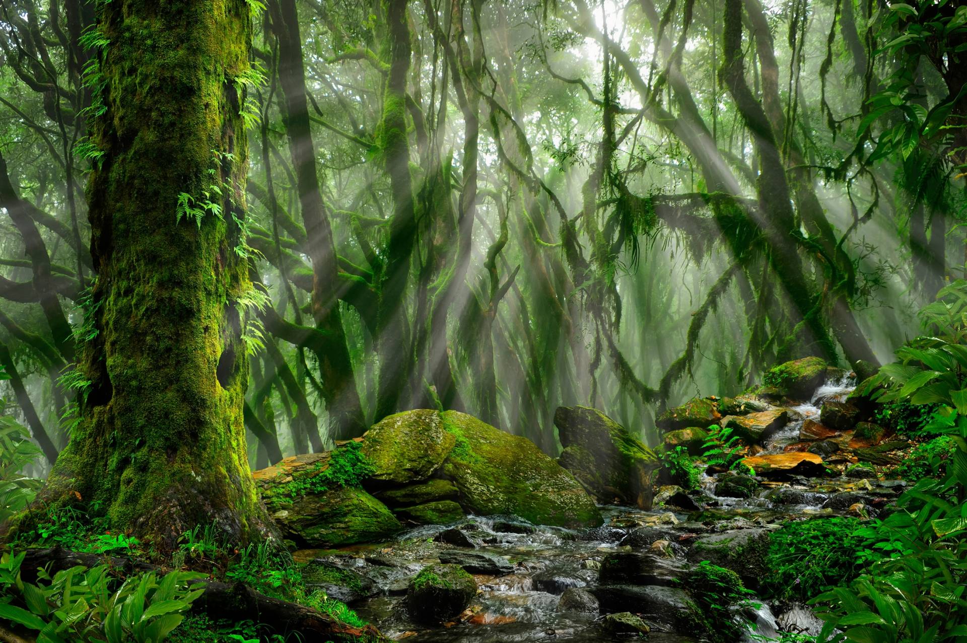Papermoon Fototapete "TROPISCHER WALD-BAUM DSCHUNGEL SONNE WEG PALMEN BACH" von Papermoon