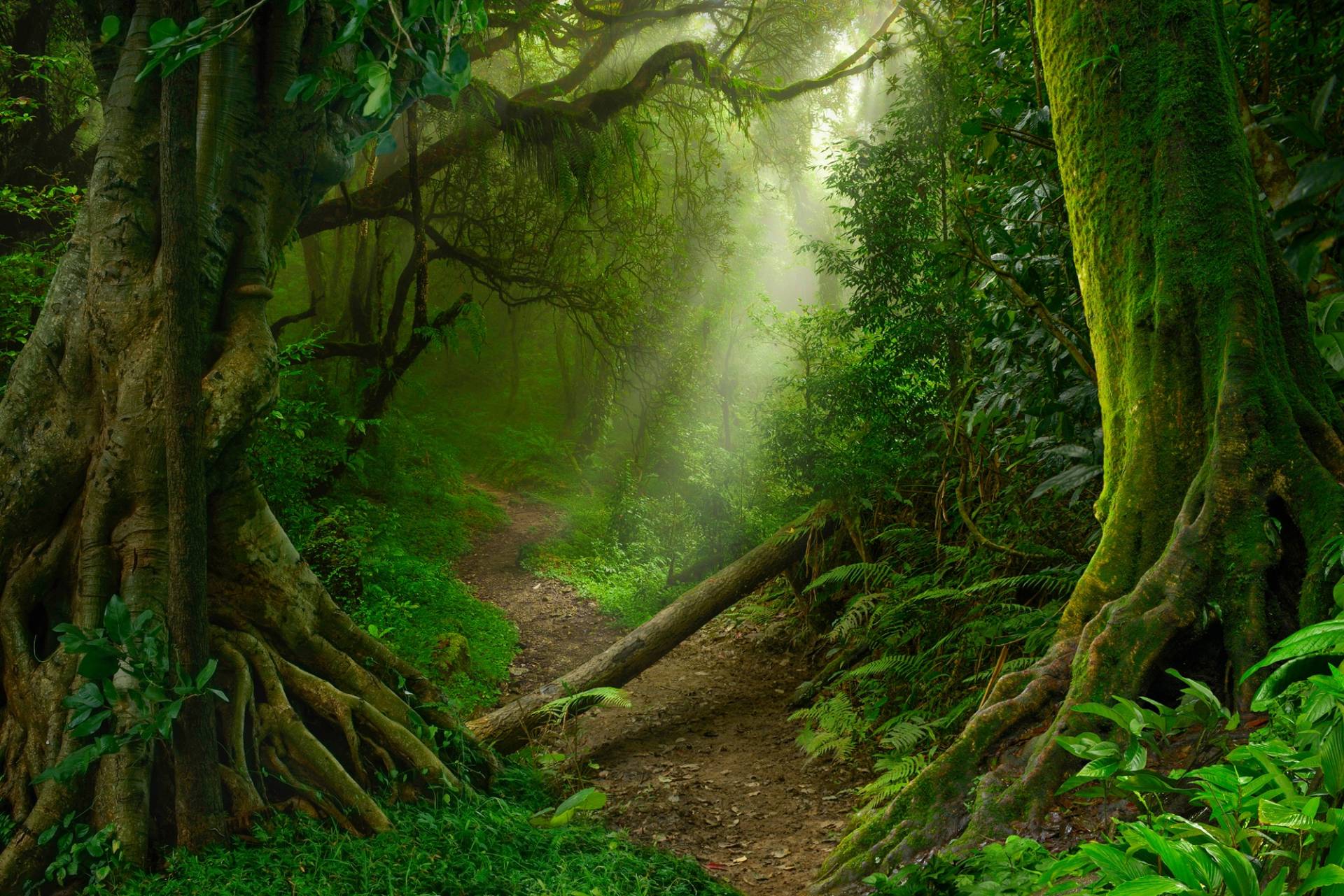 Papermoon Fototapete "TROPISCHER WALD-BAUM DSCHUNGEL SONNE WEG PALMEN BACH" von Papermoon