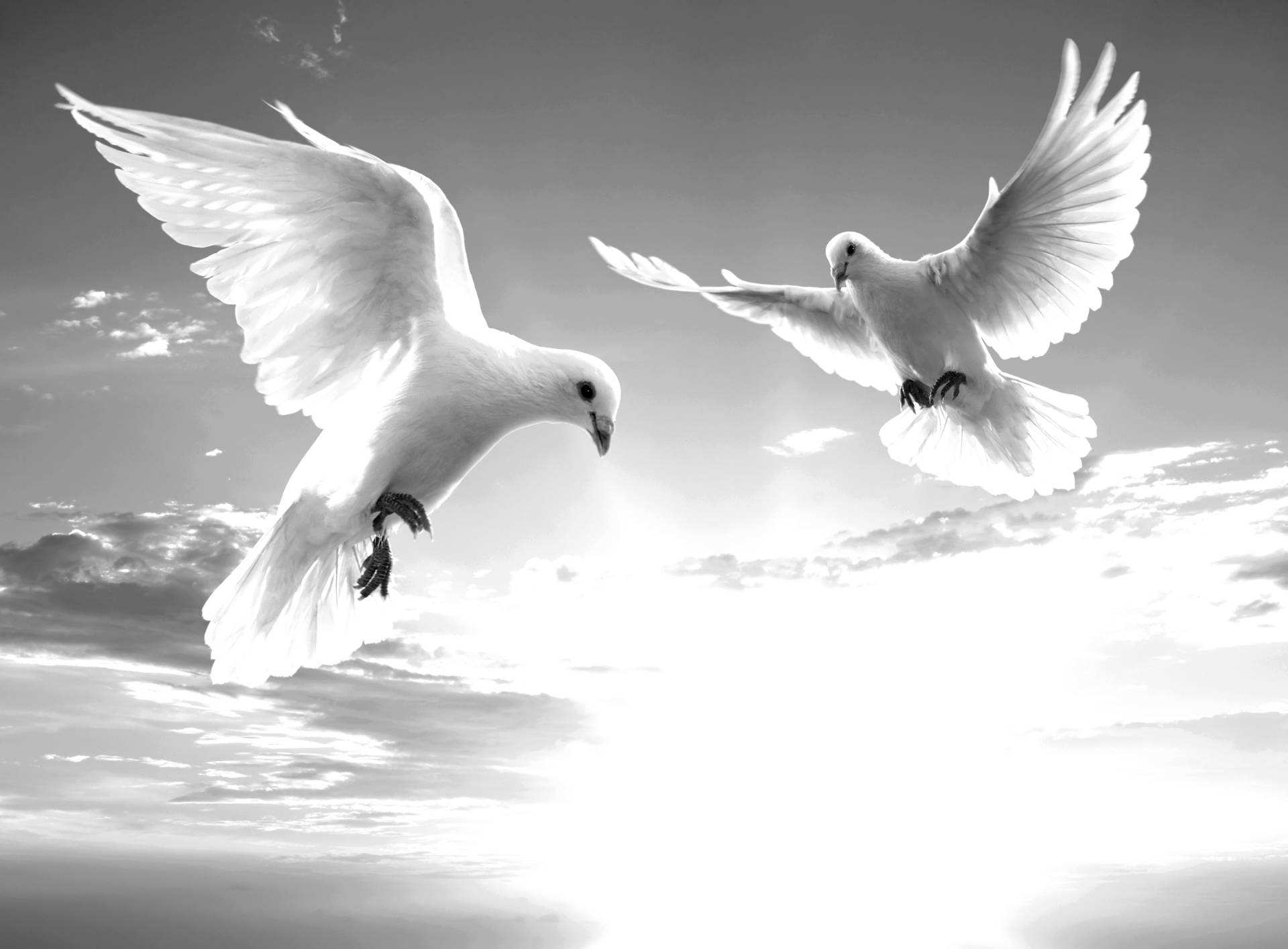 Papermoon Fototapete "Tauben Schwarz & Weiß" von Papermoon