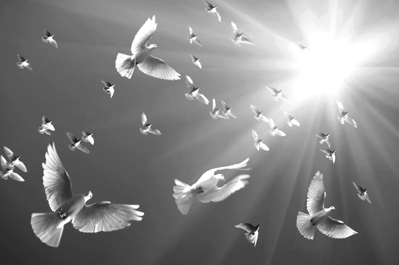 Papermoon Fototapete "Tauben Schwarz & Weiß" von Papermoon