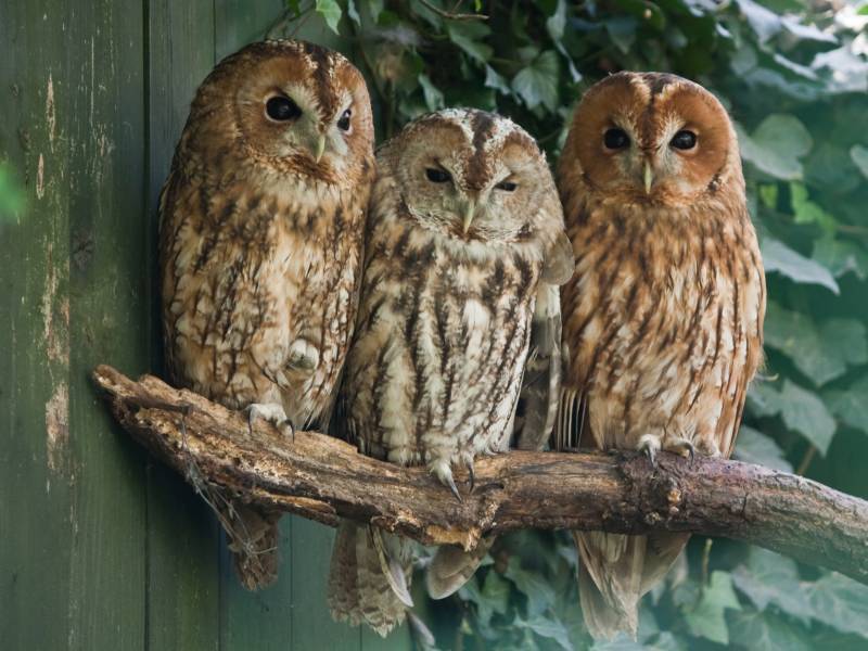 Papermoon Fototapete "Tawny Owls" glatt von Papermoon