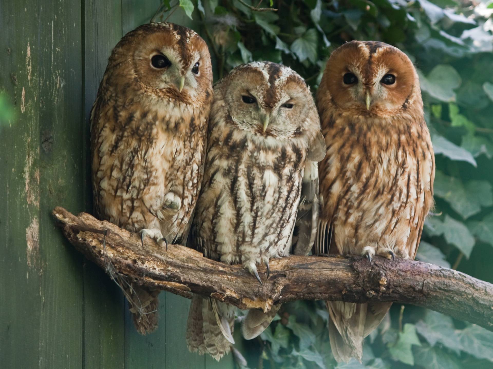 Papermoon Fototapete "Tawny Owls" von Papermoon