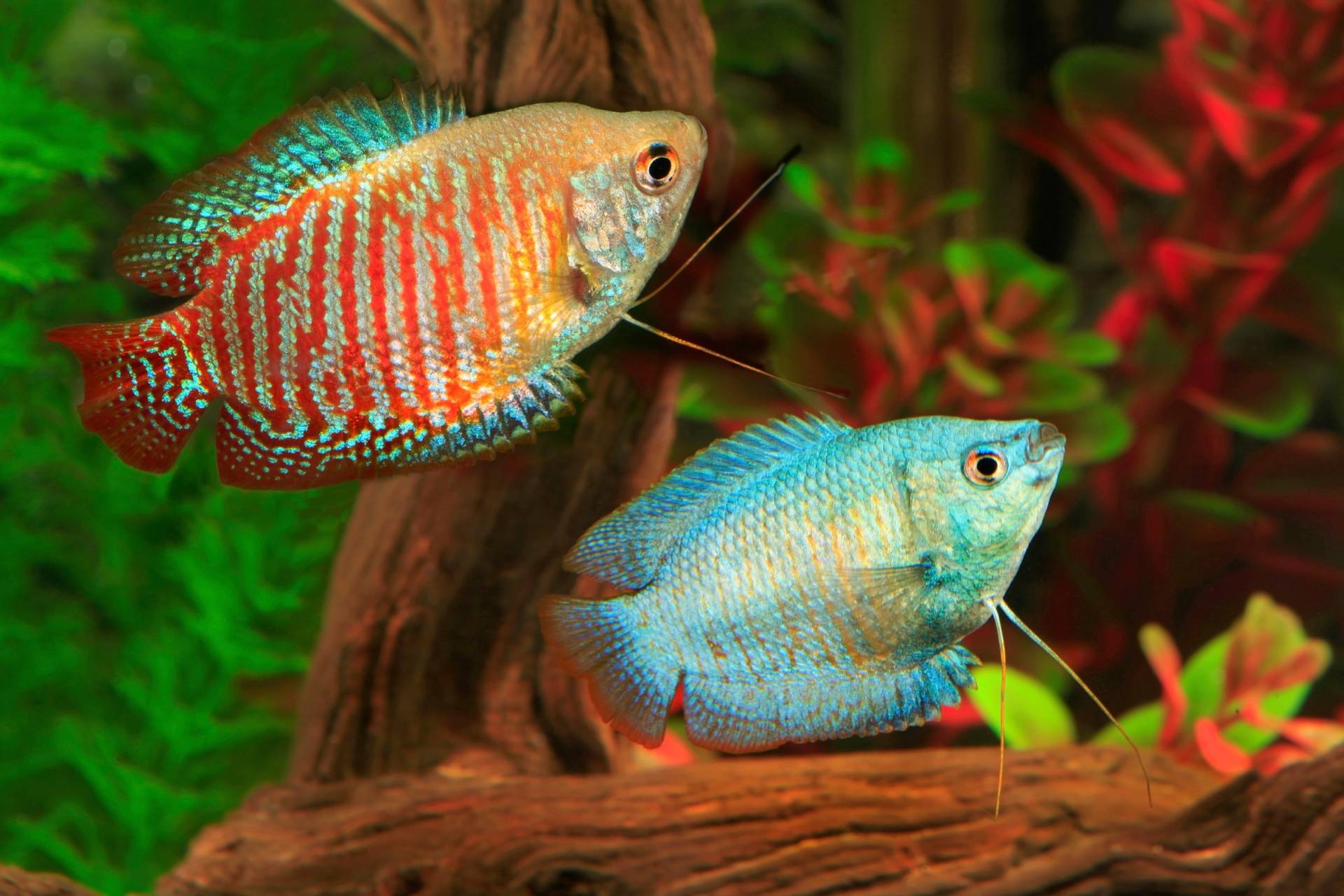 Papermoon Fototapete "UNTERWASSER-WELT-GOURAMI FISCHE KORALLE SEE MEER TIERE" von Papermoon