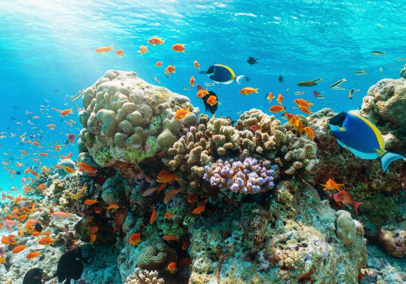 Papermoon Fototapete "UNTERWASSER-WELT-GOURAMI FISCHE KORALLE SEE MEER TIERE" von Papermoon