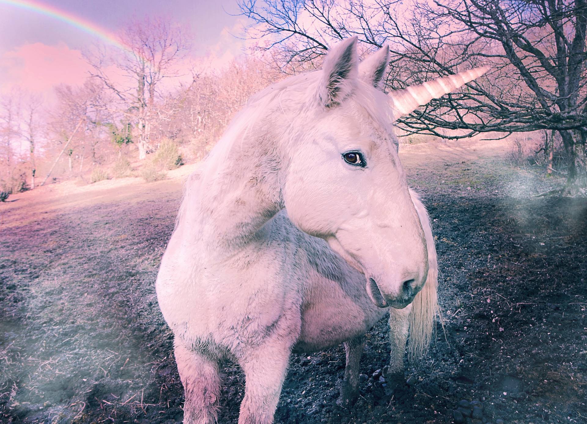 Papermoon Fototapete "Unicorn" von Papermoon