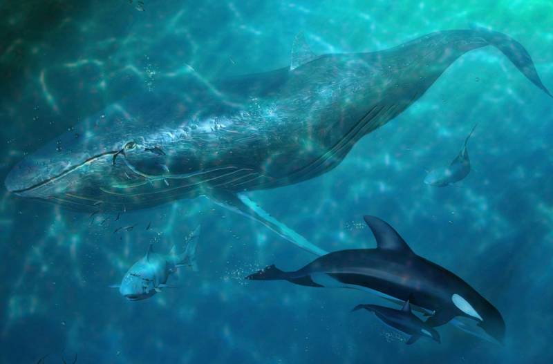 Papermoon Fototapete "Wal und Orcas" von Papermoon