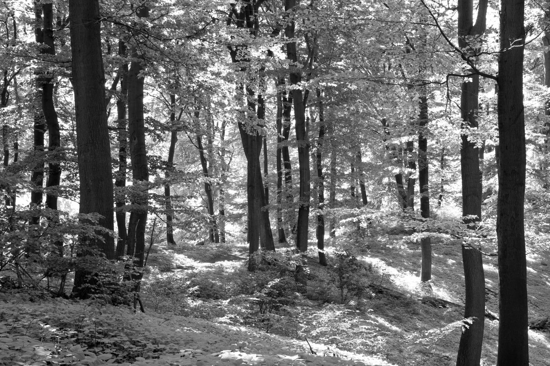 Papermoon Fototapete "Wald Schwarz & Weiß" von Papermoon