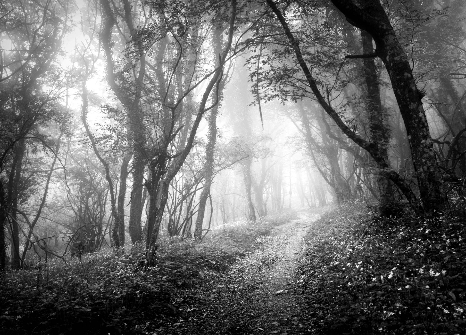 Papermoon Fototapete "Wald Schwarz & Weiß" von Papermoon
